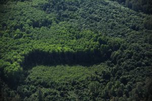 Ibá reforça protagonismo mundial do setor brasileiro de árvores