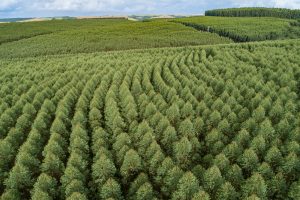 Setor de árvores cultivadas gera 2,8 milhões de oportunidades no Brasil