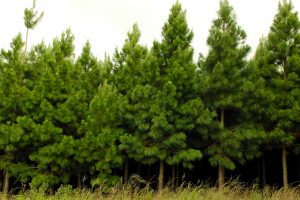 Setor de árvores cultivadas bate recordes em 2022