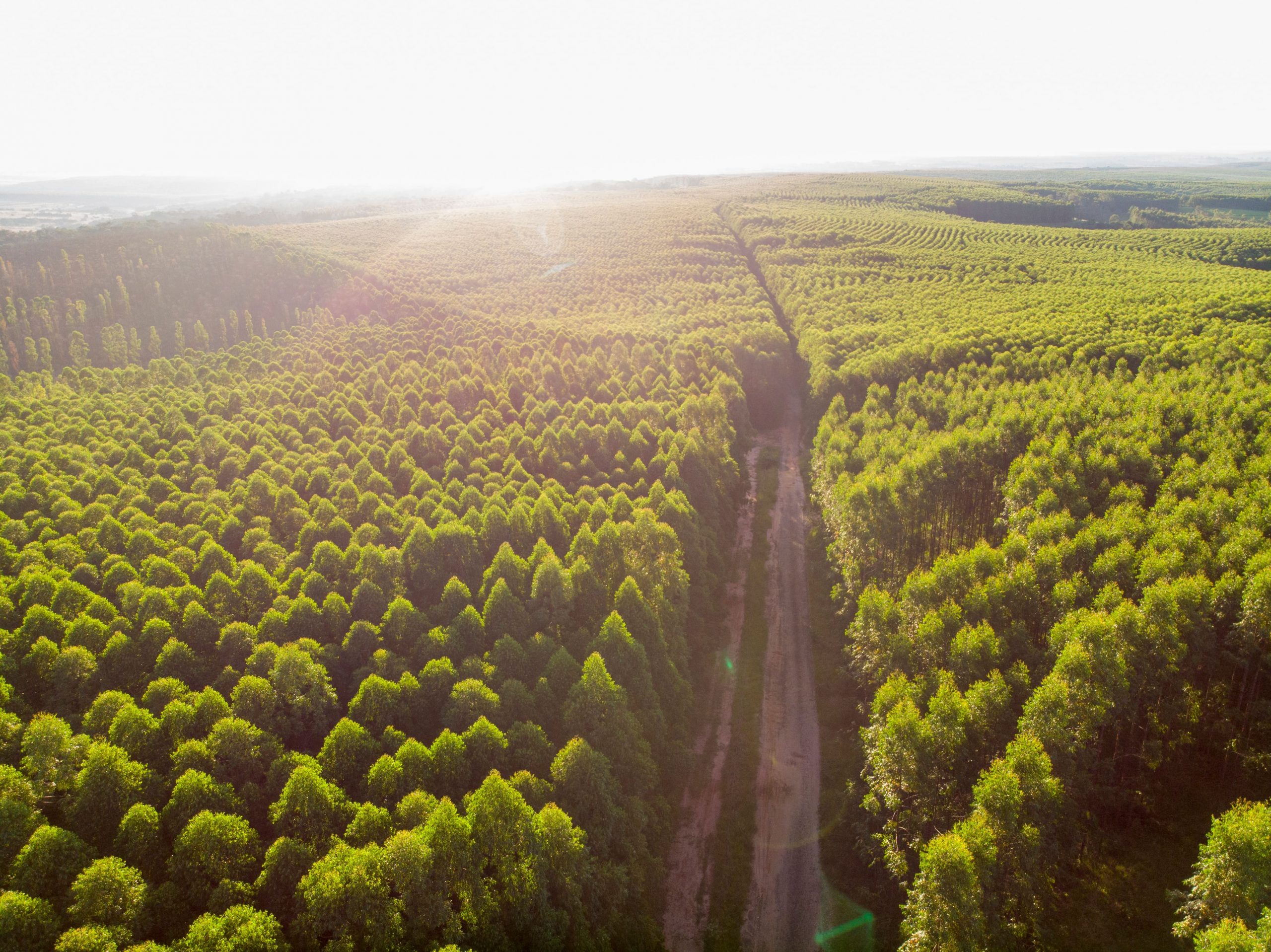 O selo FSC (do inglês, Forest - Árvore, Ser Tecnológico