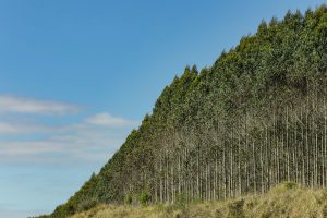 Floresta de pinus