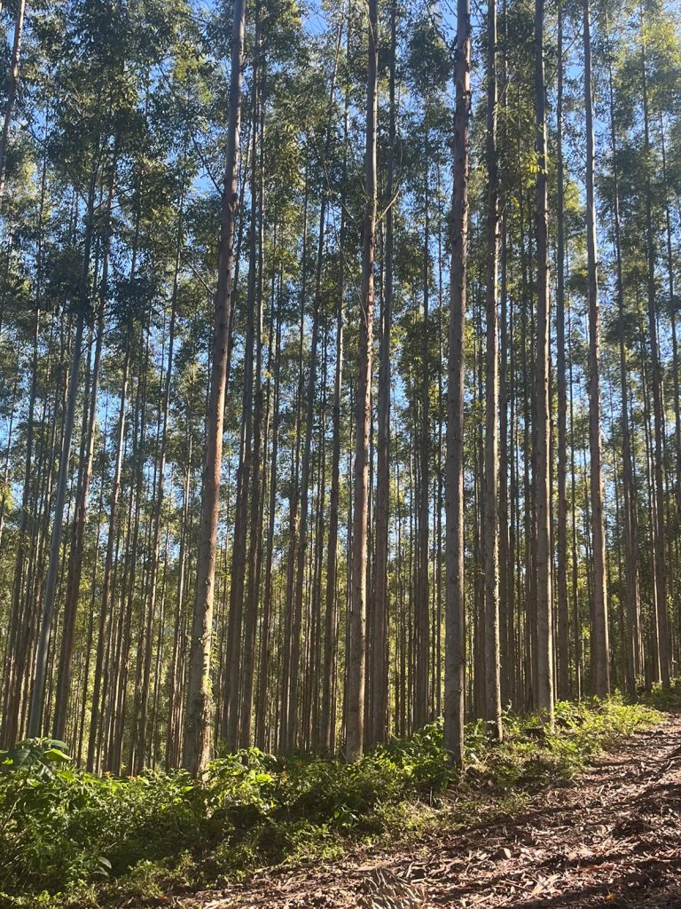 sequestro de carbono na indústria moveleira